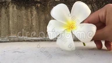 女人的手把白色的梅花，Frangipani热带的花放在地上
